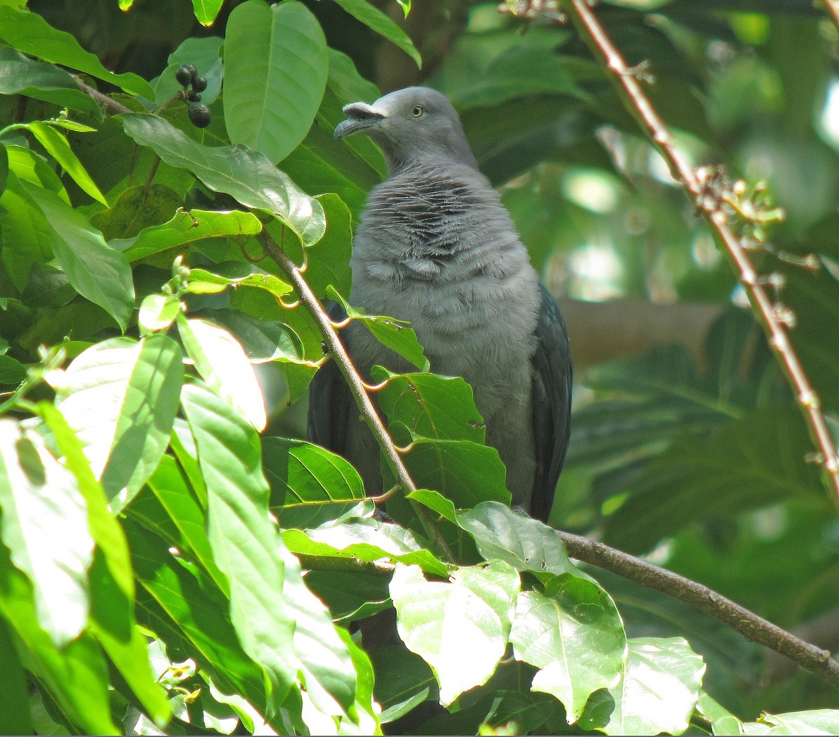 Marquesas Imperial-Pigeon - ML448172471