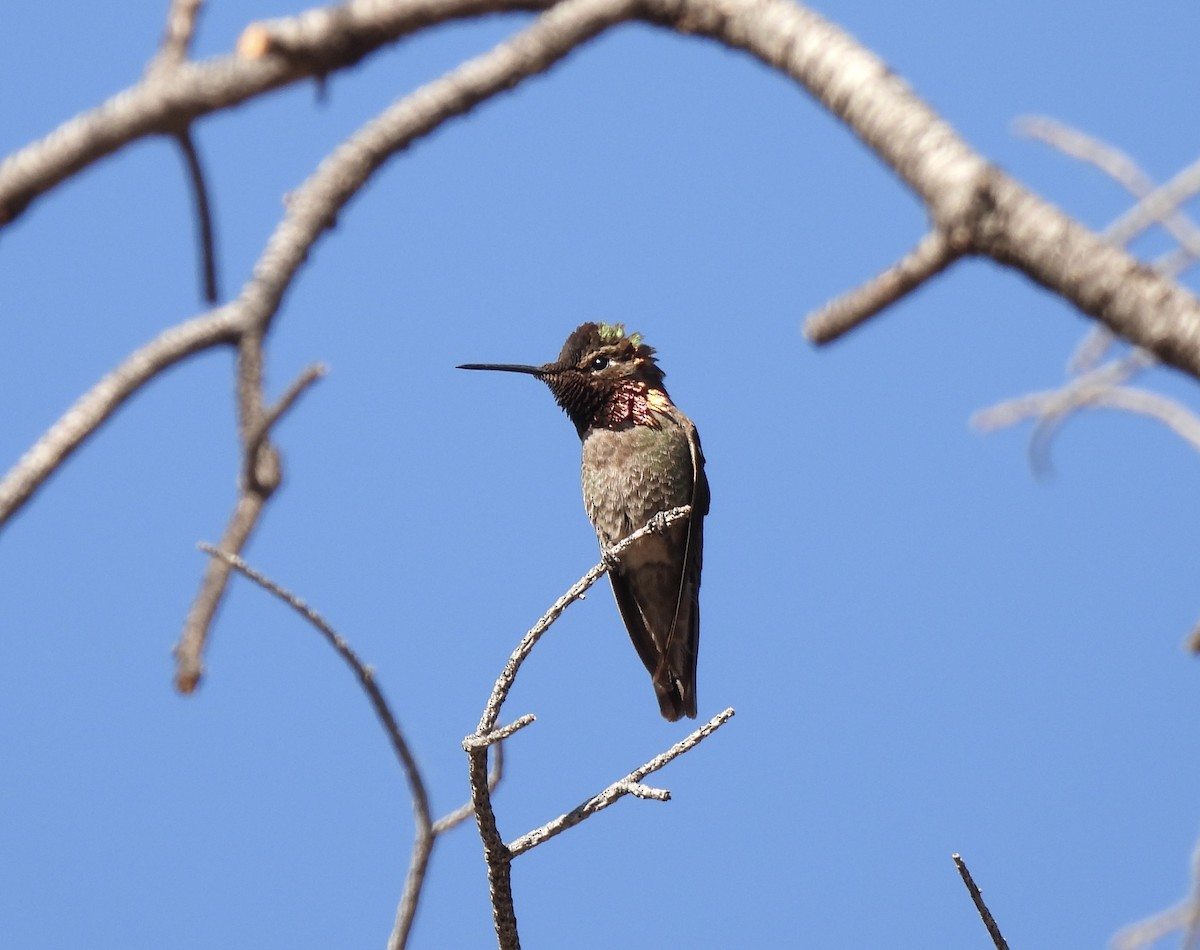 Anna's Hummingbird - ML448177211