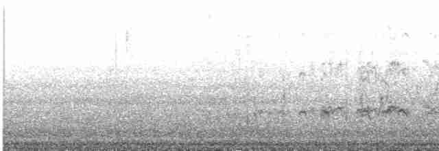 Gray-tailed Tattler - ML448179721