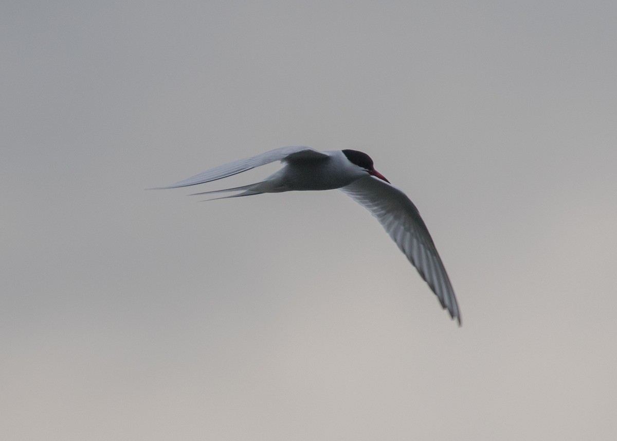 Arctic Tern - ML448179861