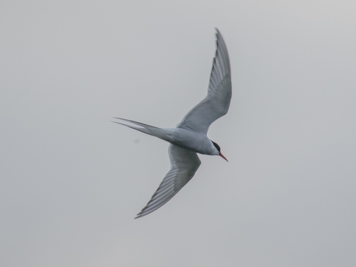 Arctic Tern - ML448181261