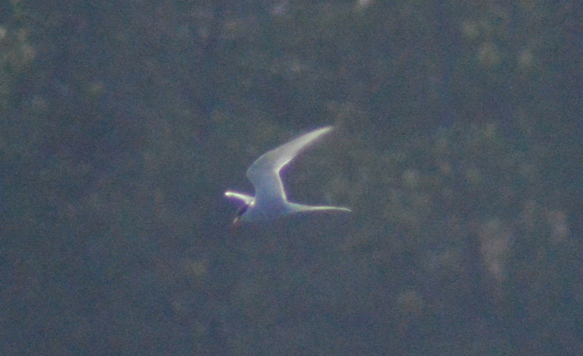 Arctic Tern - ML448181901