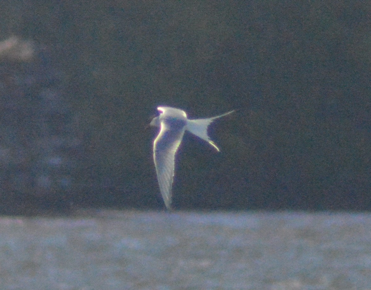 Arctic Tern - ML448183641