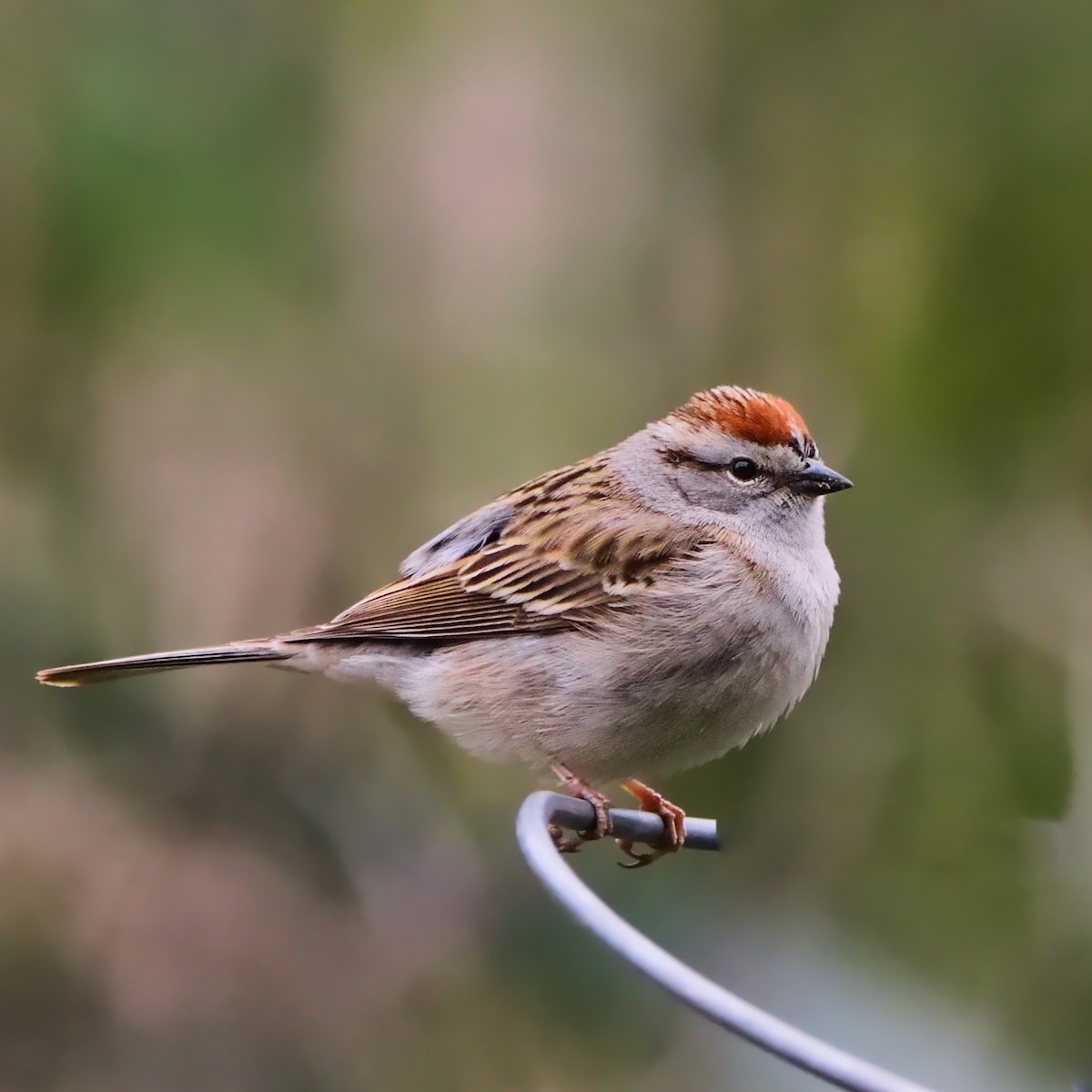 Chipping Sparrow - ML448184461