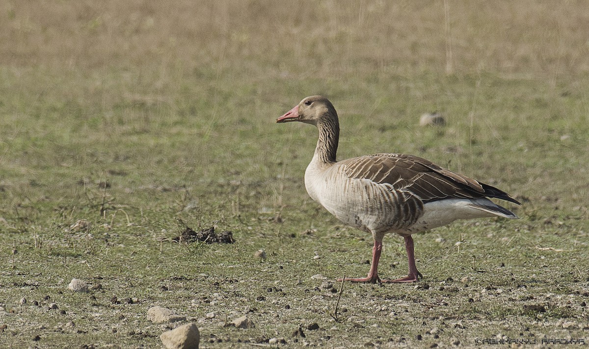 Graylag Goose (European) - Abhimanyu Aradhya