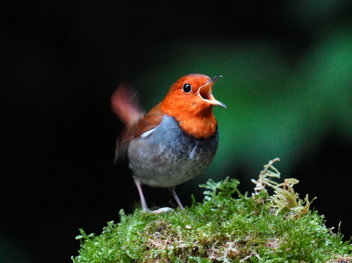 Japanese Robin - ML448194641