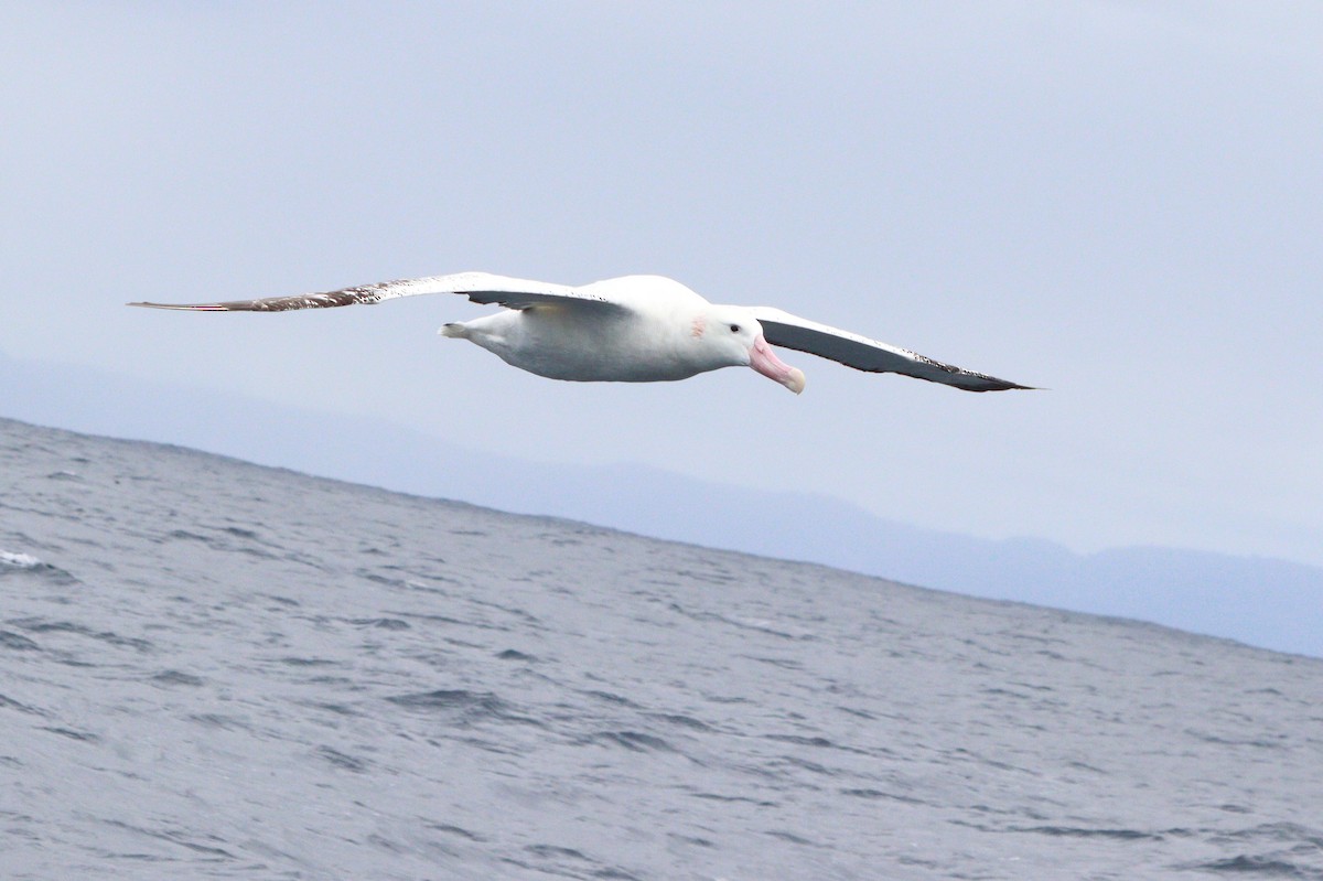 albatros stěhovavý - ML448196691
