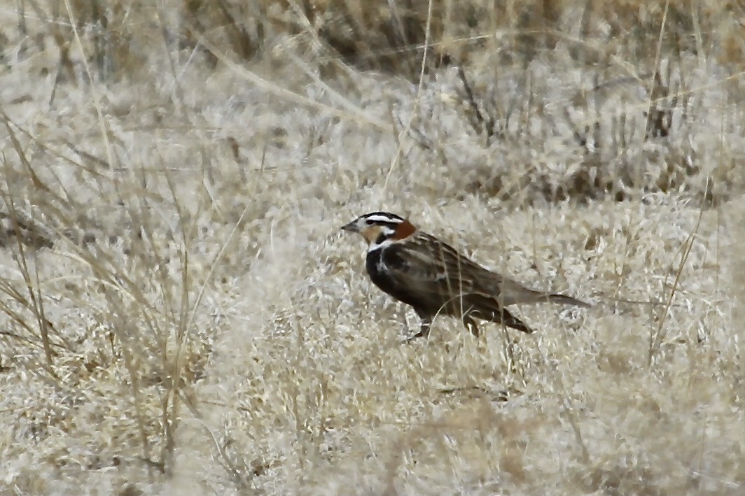 eBird Checklist 26 Apr 2022 Pawnee National Grassland, Ault USCO