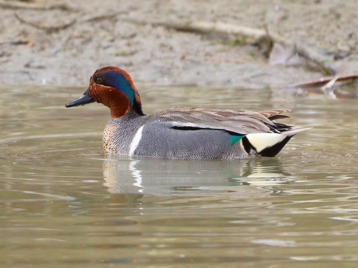 Green-winged Teal - ML448198331