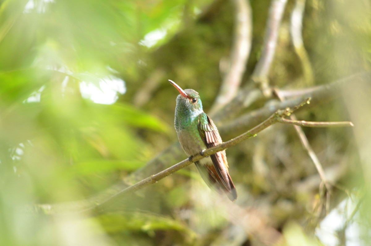 Rufous-tailed Hummingbird - Jean Aubé