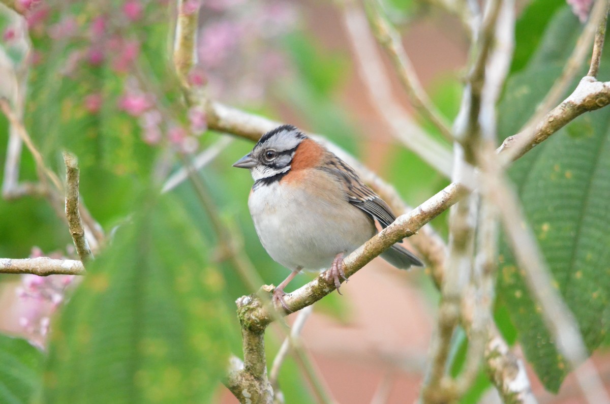 Rufous-collared Sparrow - Jean Aubé