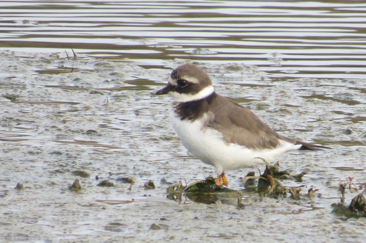 Common Ringed Plover - ML44822121