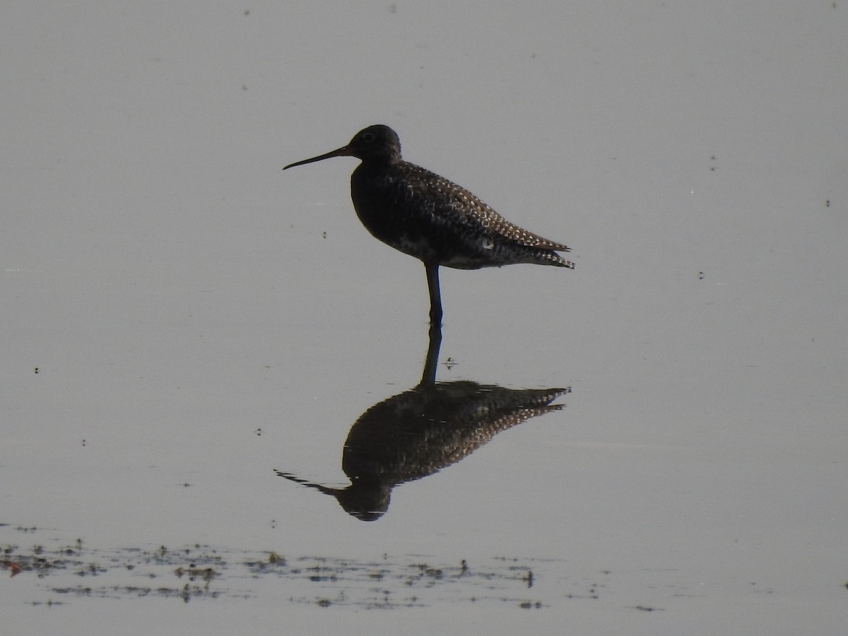 Spotted Redshank - ML448221531