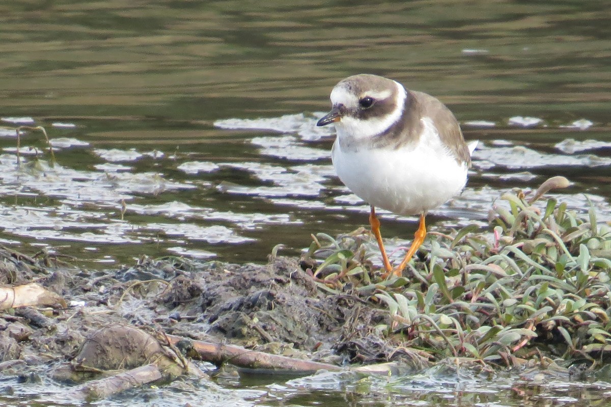 Common Ringed Plover - ML44822251