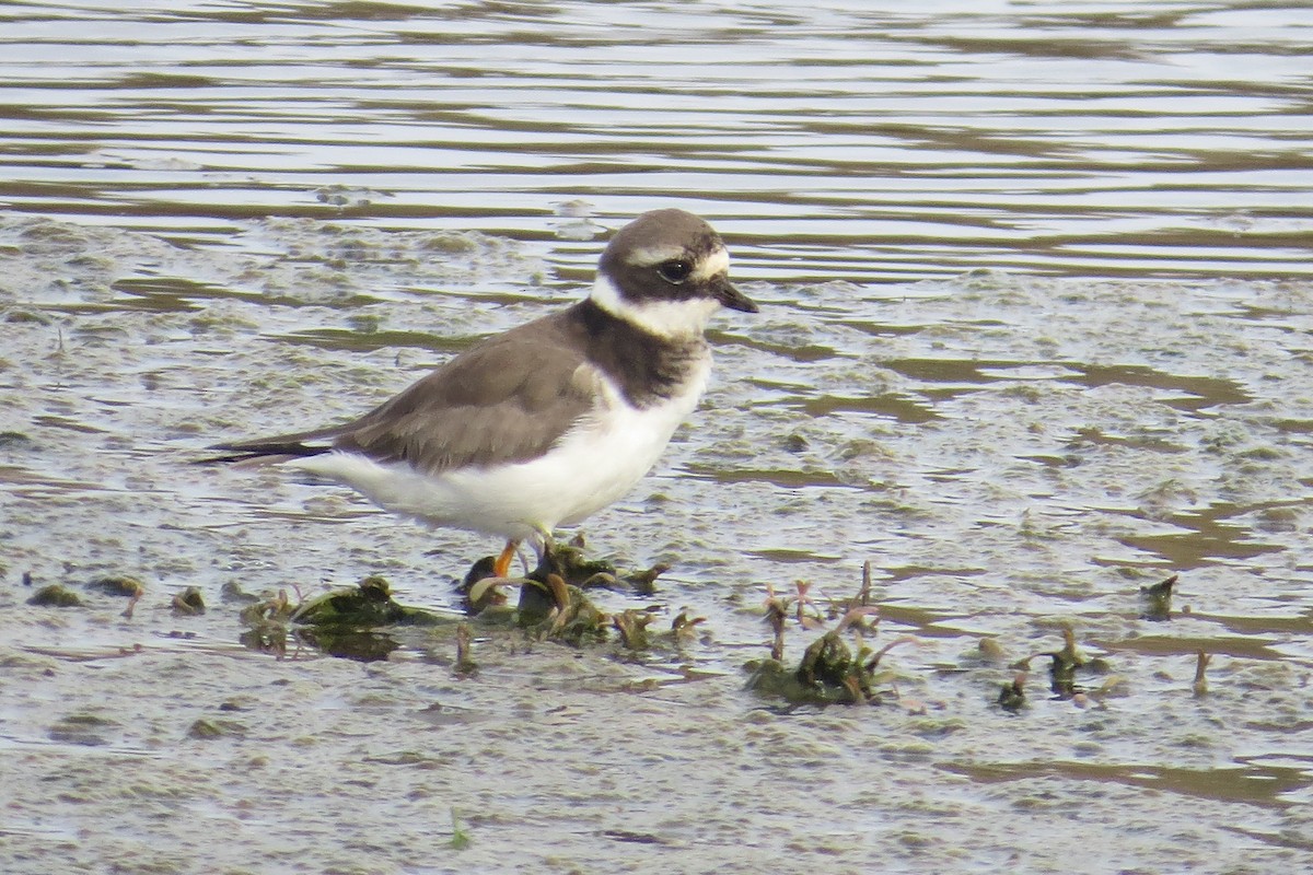 Common Ringed Plover - ML44822411