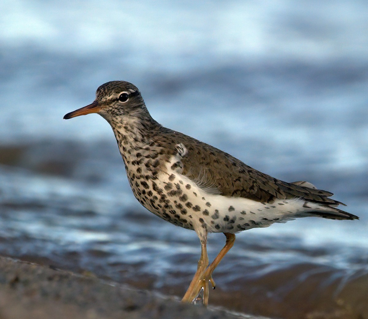 Spotted Sandpiper - Dean Sewell