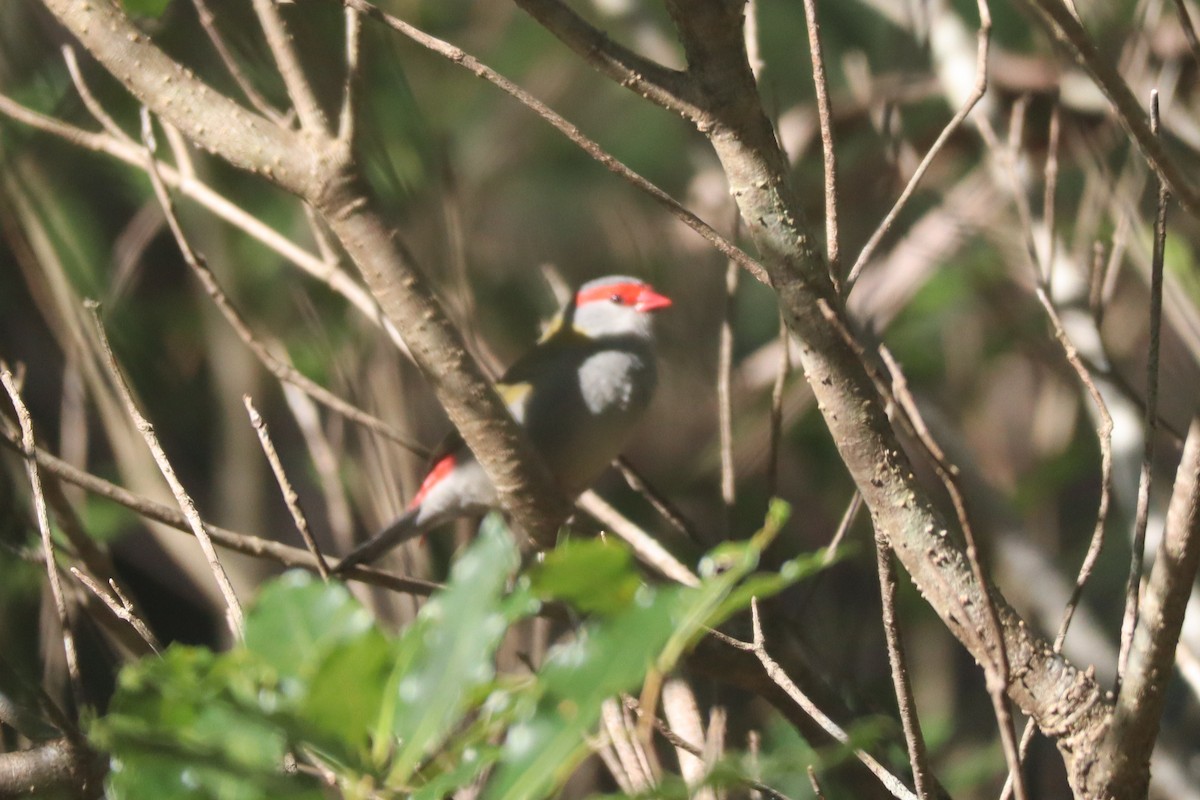 Red-browed Firetail - ML448239251