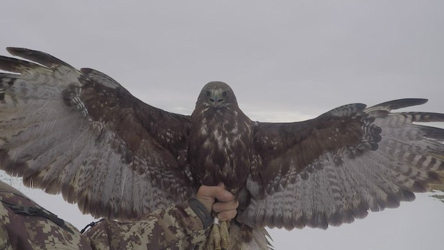 Red-tailed Hawk (Harlan's) - ML448242401