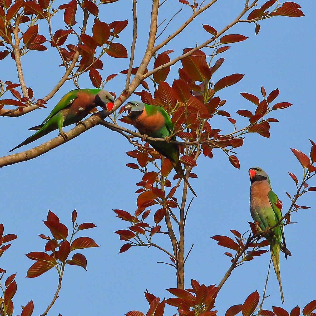 ML448243251 Red-breasted Parakeet Macaulay Library