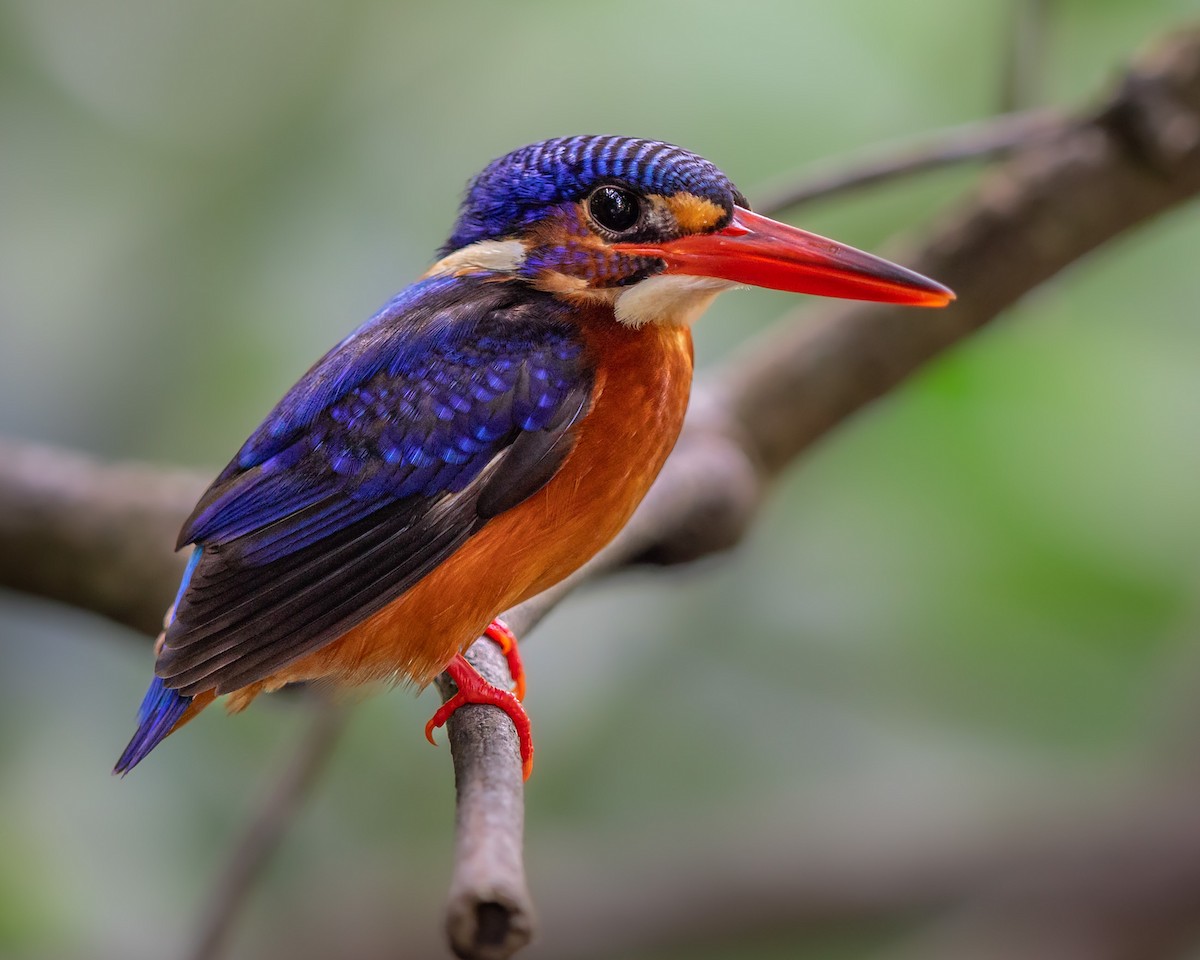 Blue-eared Kingfisher - Saravanan Krishnamurthy