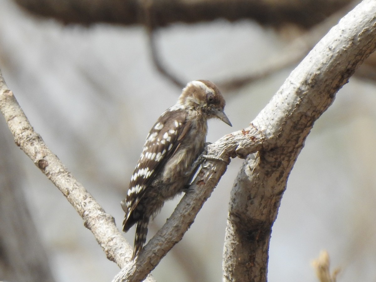 Brown-capped Pygmy Woodpecker - ML448245201