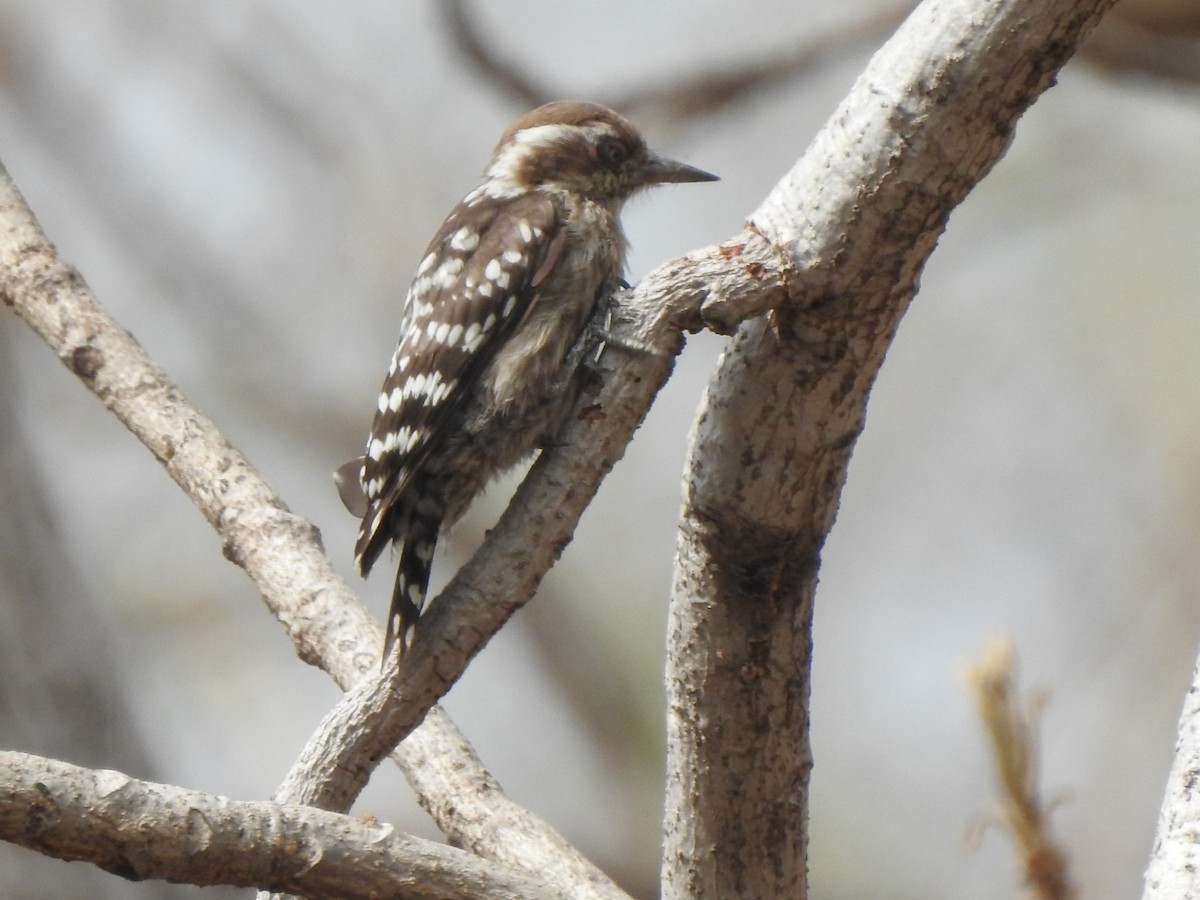 Brown-capped Pygmy Woodpecker - ML448245301