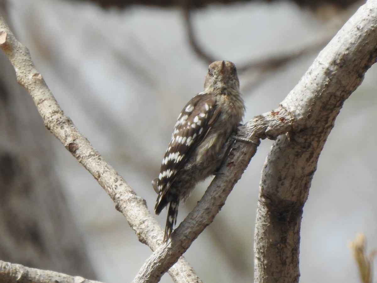 Brown-capped Pygmy Woodpecker - ML448245431