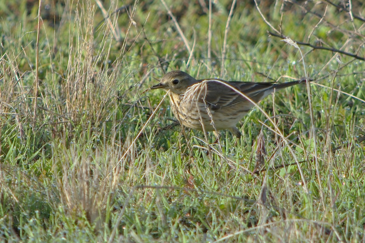 American Pipit - Andrew Lin