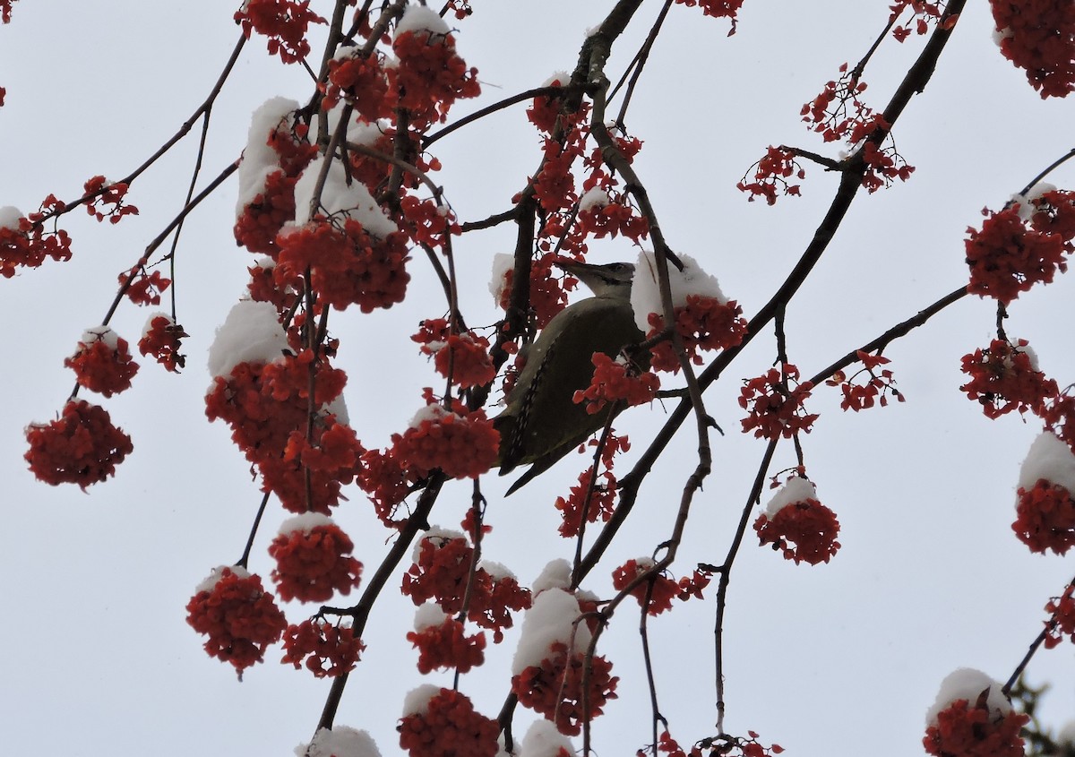 Gray-headed Woodpecker (Gray-headed) - Boris Georgi
