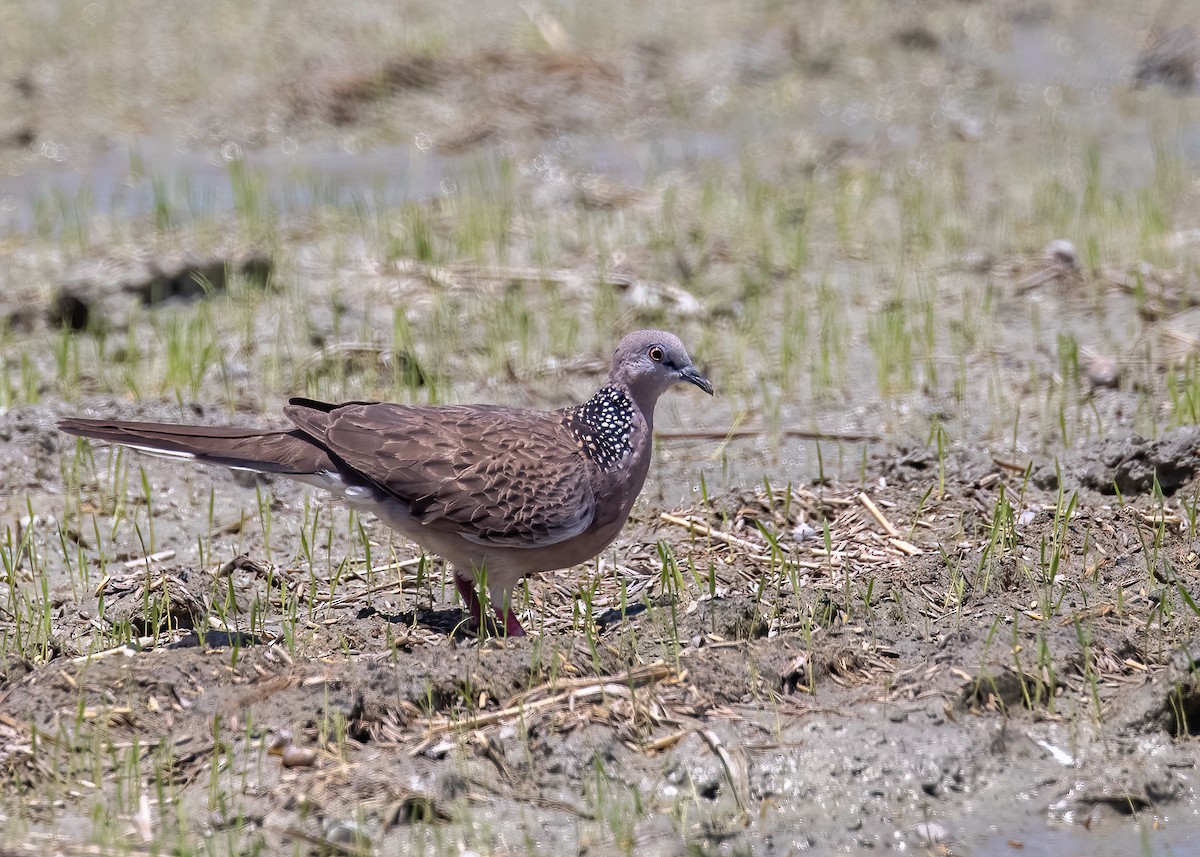 Spotted Dove - ML448250641