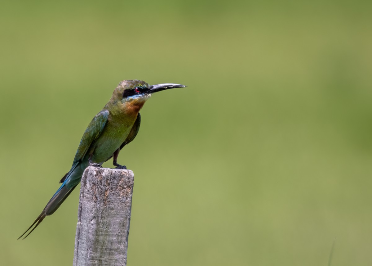 Blue-tailed Bee-eater - ML448251221