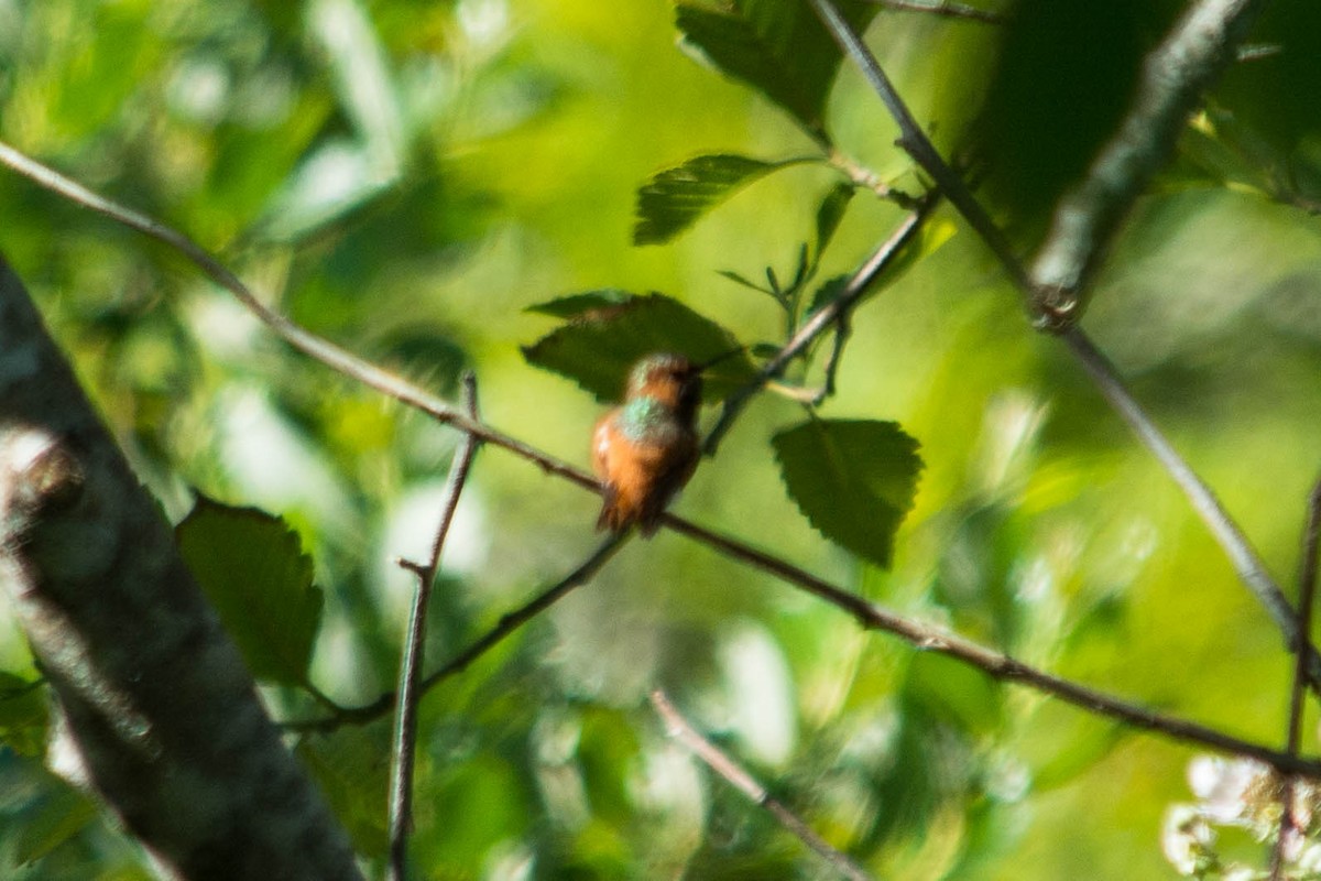 Allen's Hummingbird - ML44825201