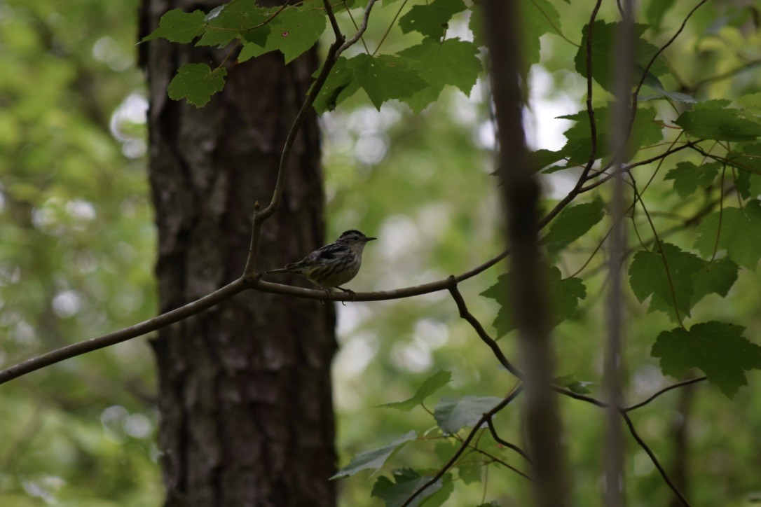 Black-and-white Warbler - ML448252011