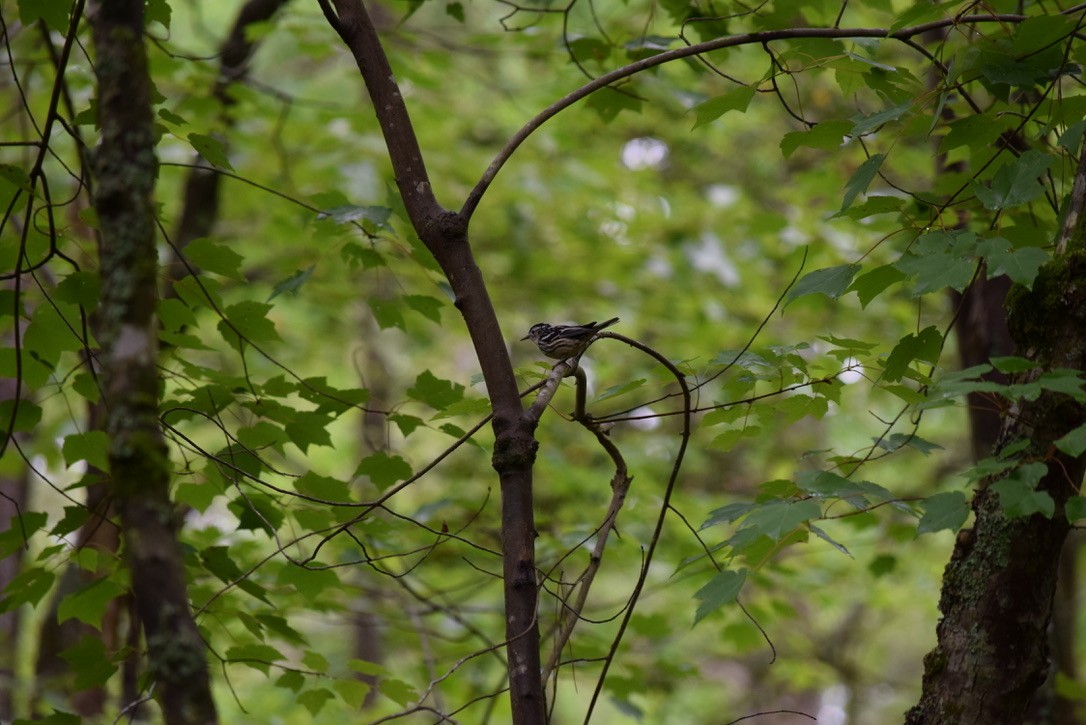 Black-and-white Warbler - ML448252031