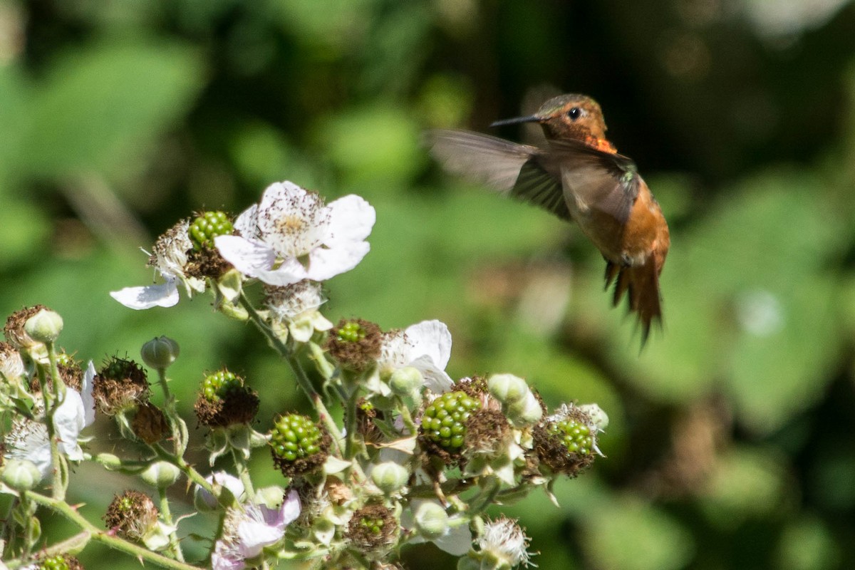 Allen's Hummingbird - Joshua Little