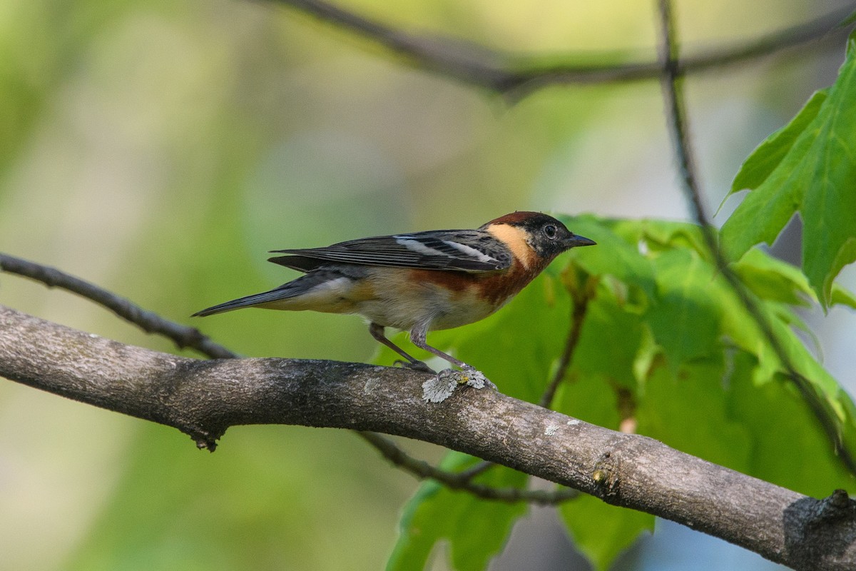 Bay-breasted Warbler - ML448253221