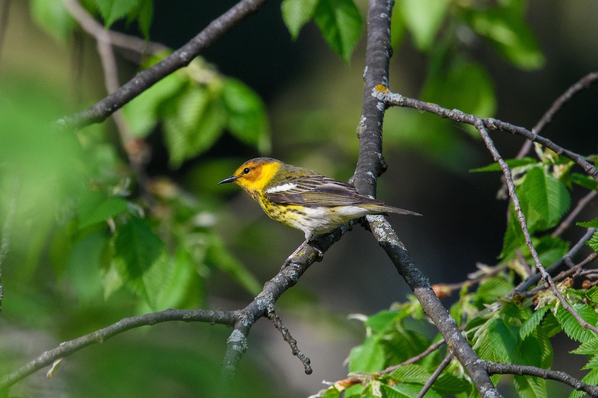 Cape May Warbler - ML448253251