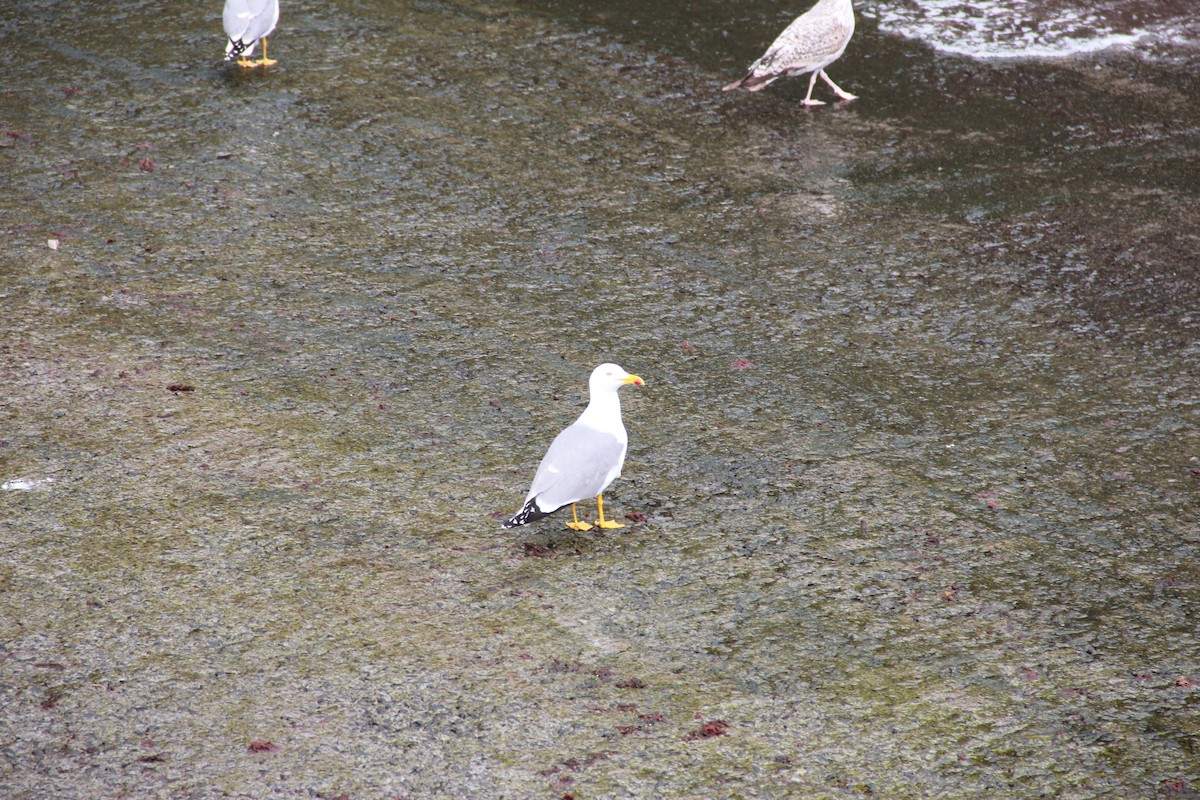 Yellow-legged Gull - ML448253281
