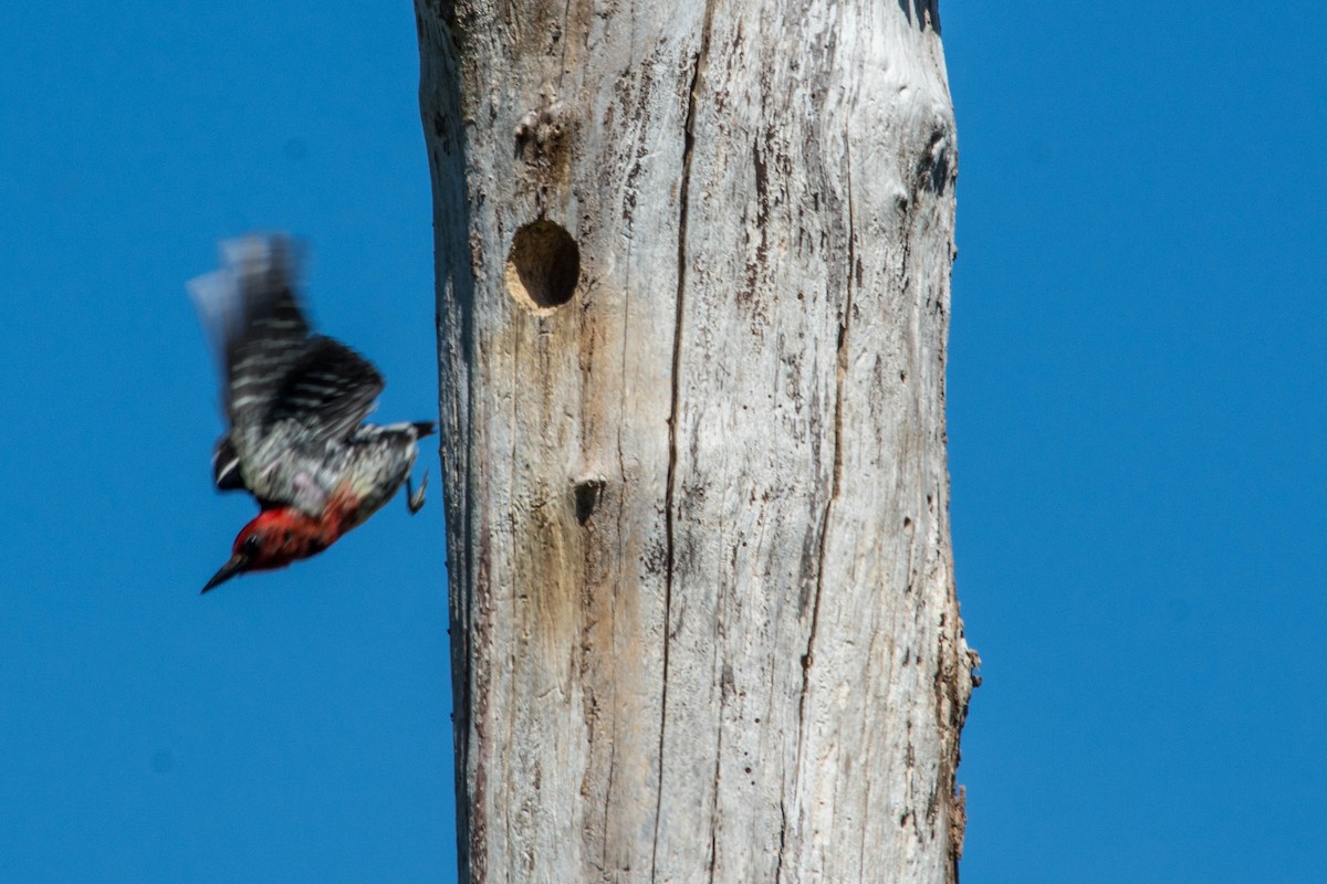 Red-breasted Sapsucker - ML44825361