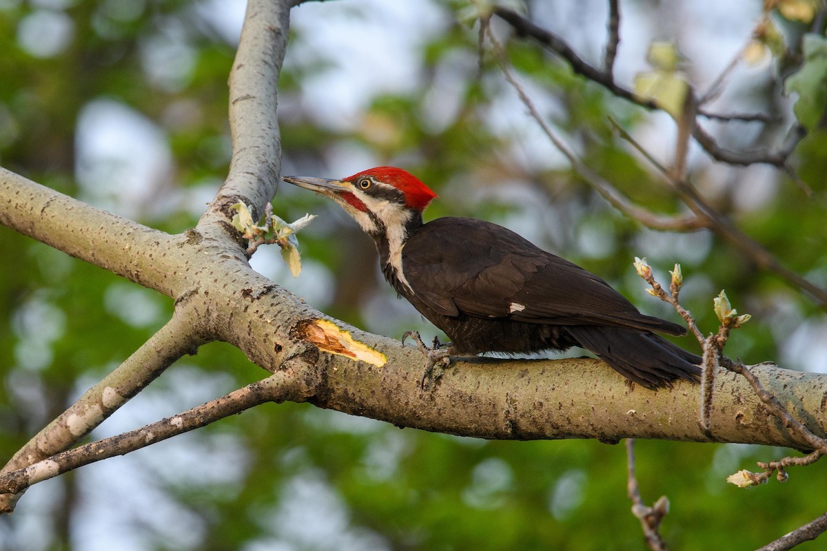 Pileated Woodpecker - ML448253651