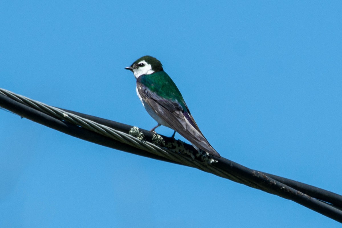Violet-green Swallow - ML44825471