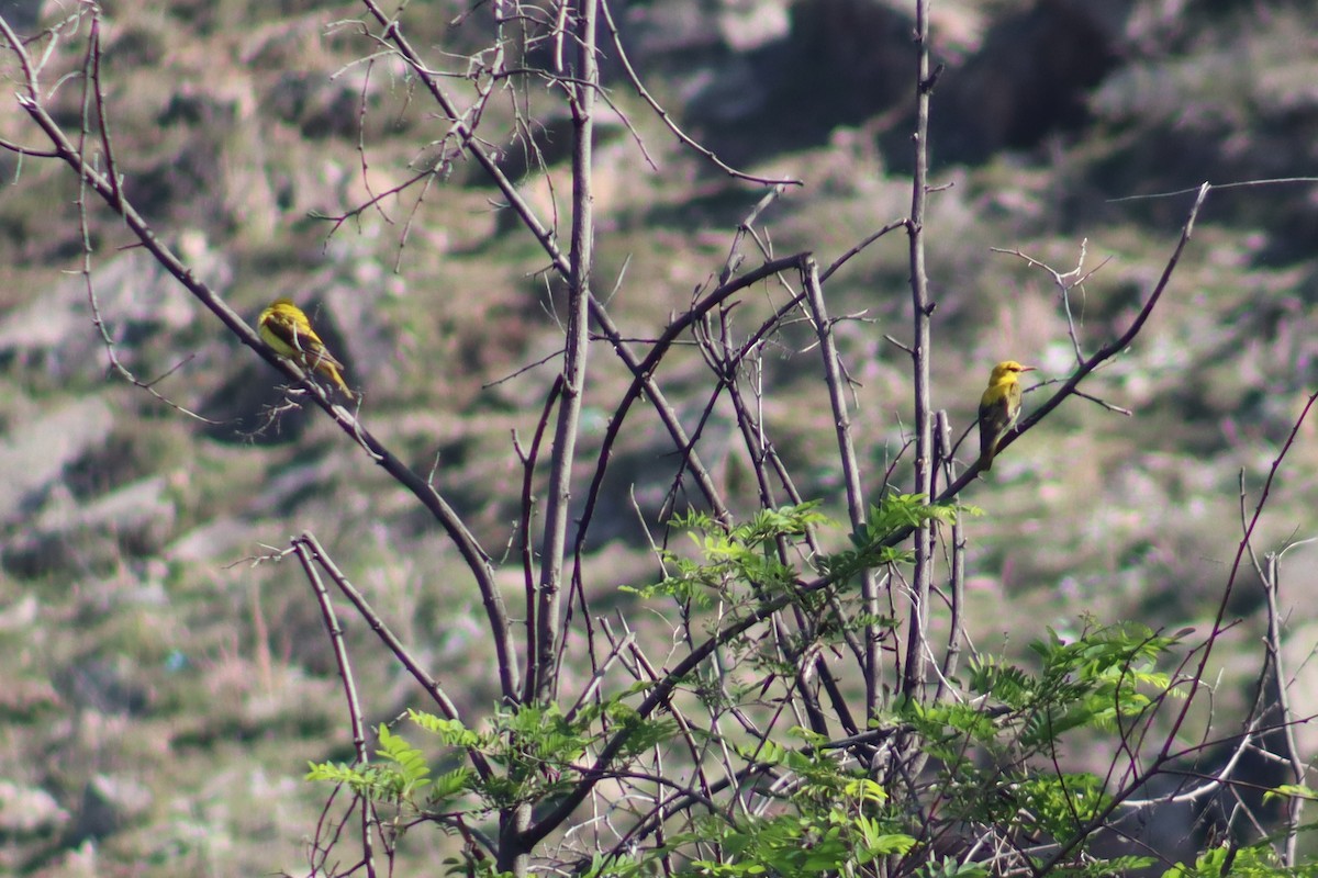Indian Golden Oriole - ML448256971