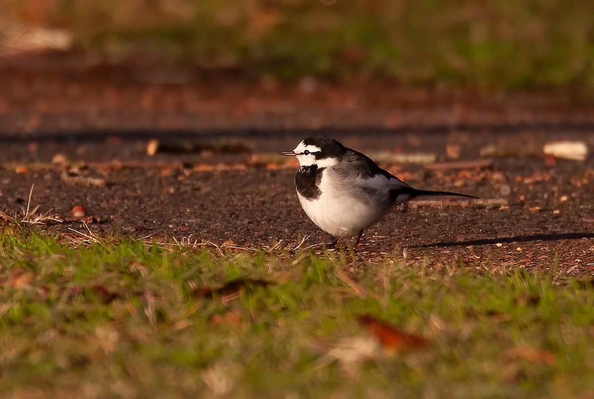 White Wagtail (Black-backed) - ML448262691