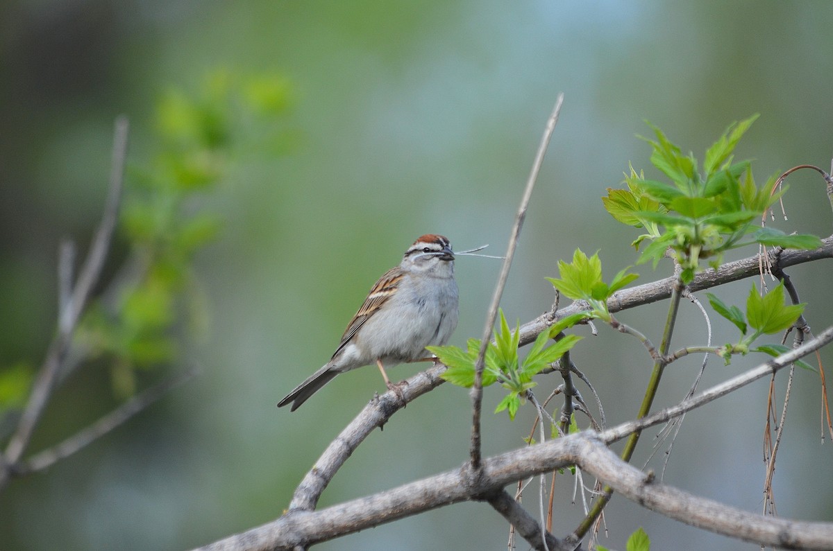 Chipping Sparrow - ML448264781