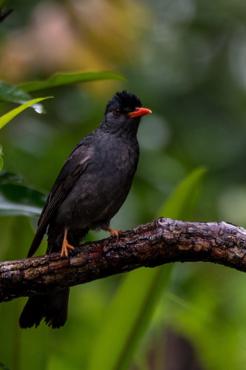 Square-tailed Bulbul - Dimuthu Wickramasinghe