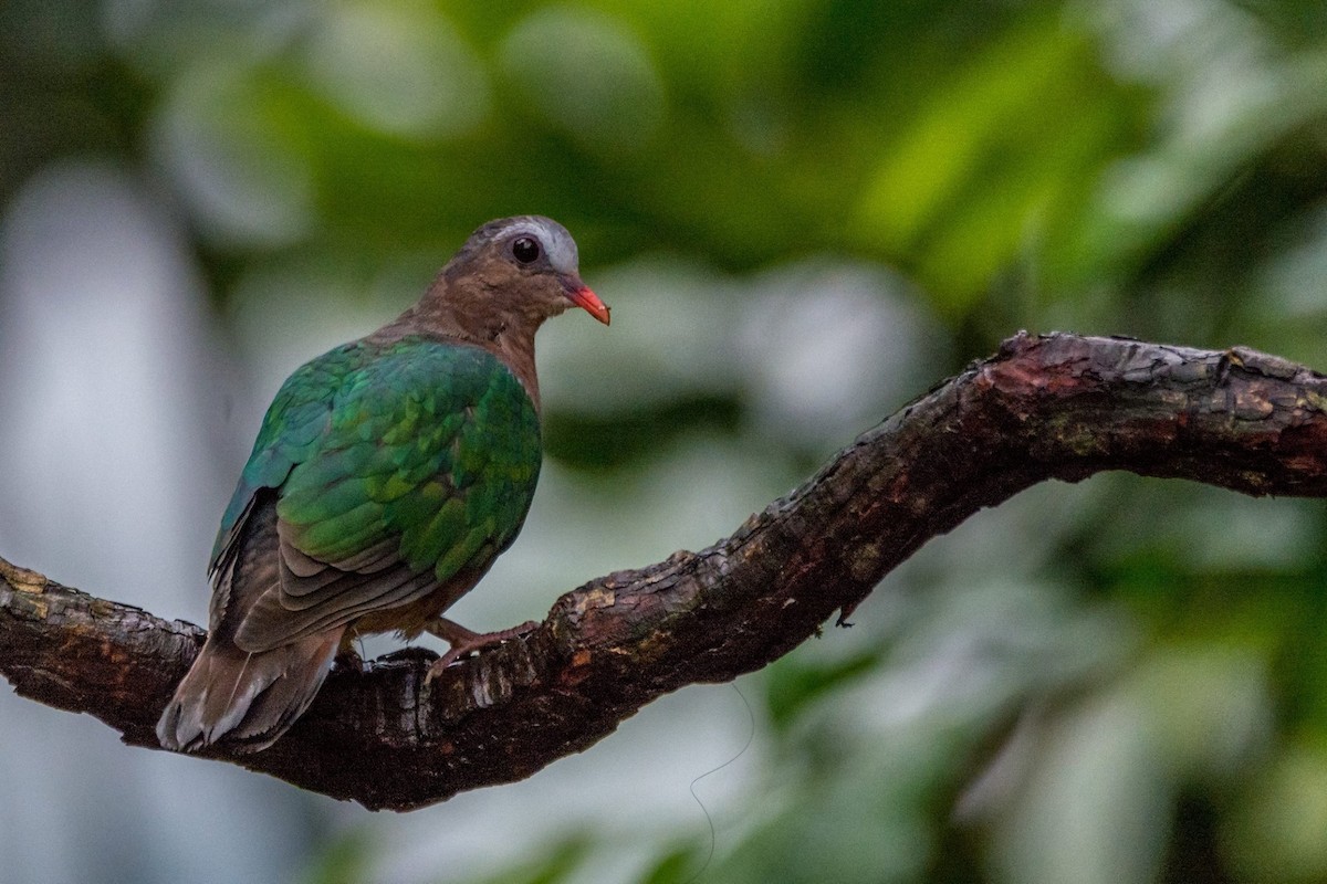 Asian Emerald Dove - Dimuthu Wickramasinghe