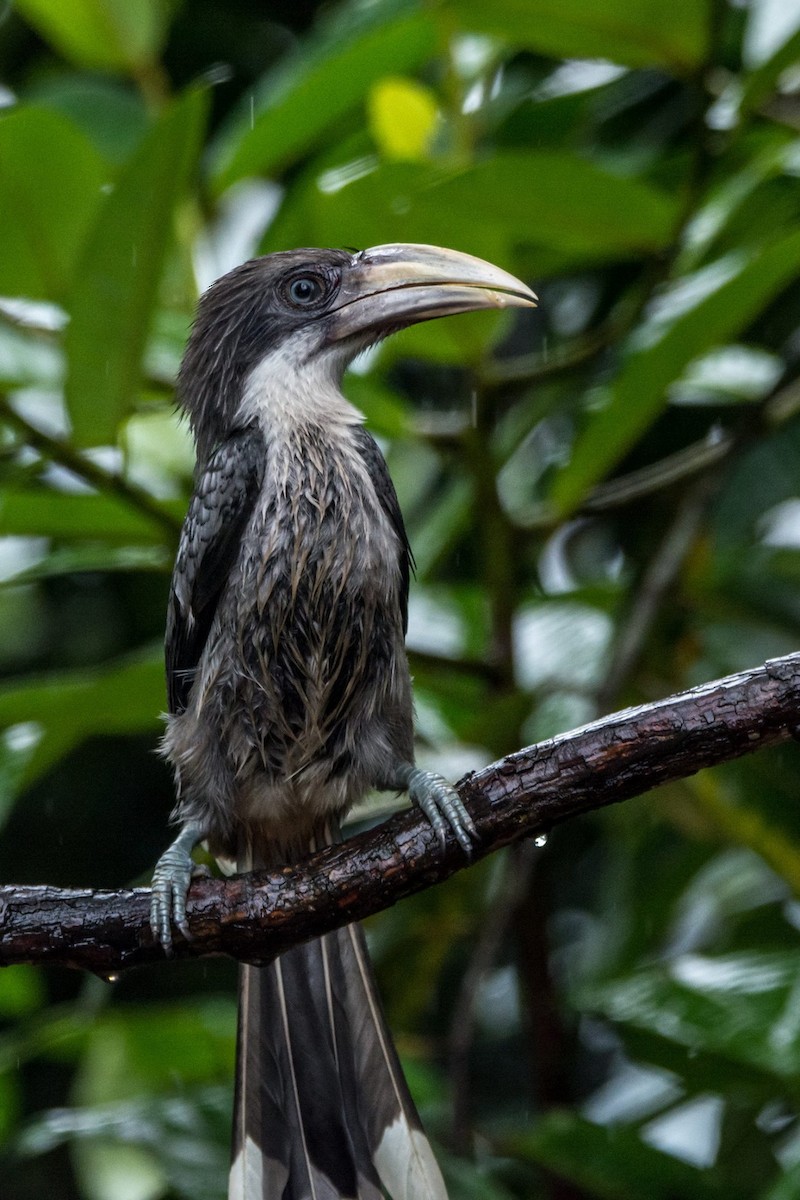 Sri Lanka Gray Hornbill - ML448268021