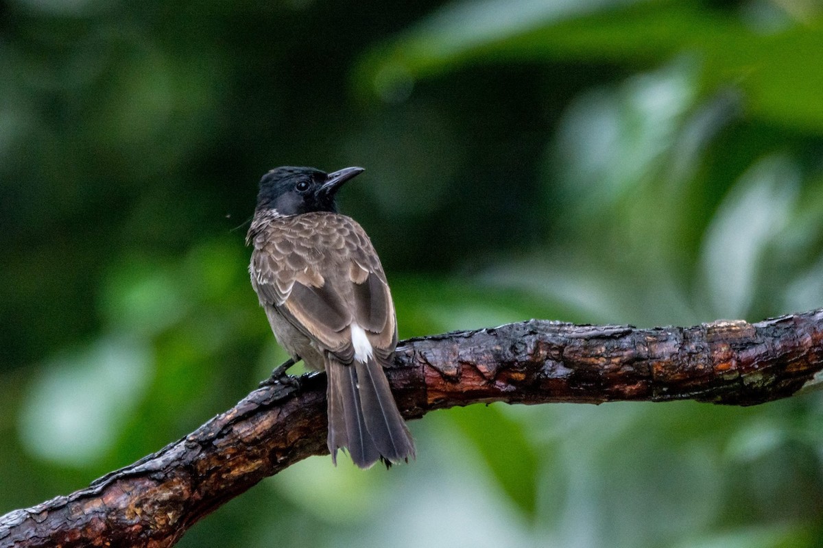 Red-vented Bulbul - ML448268071