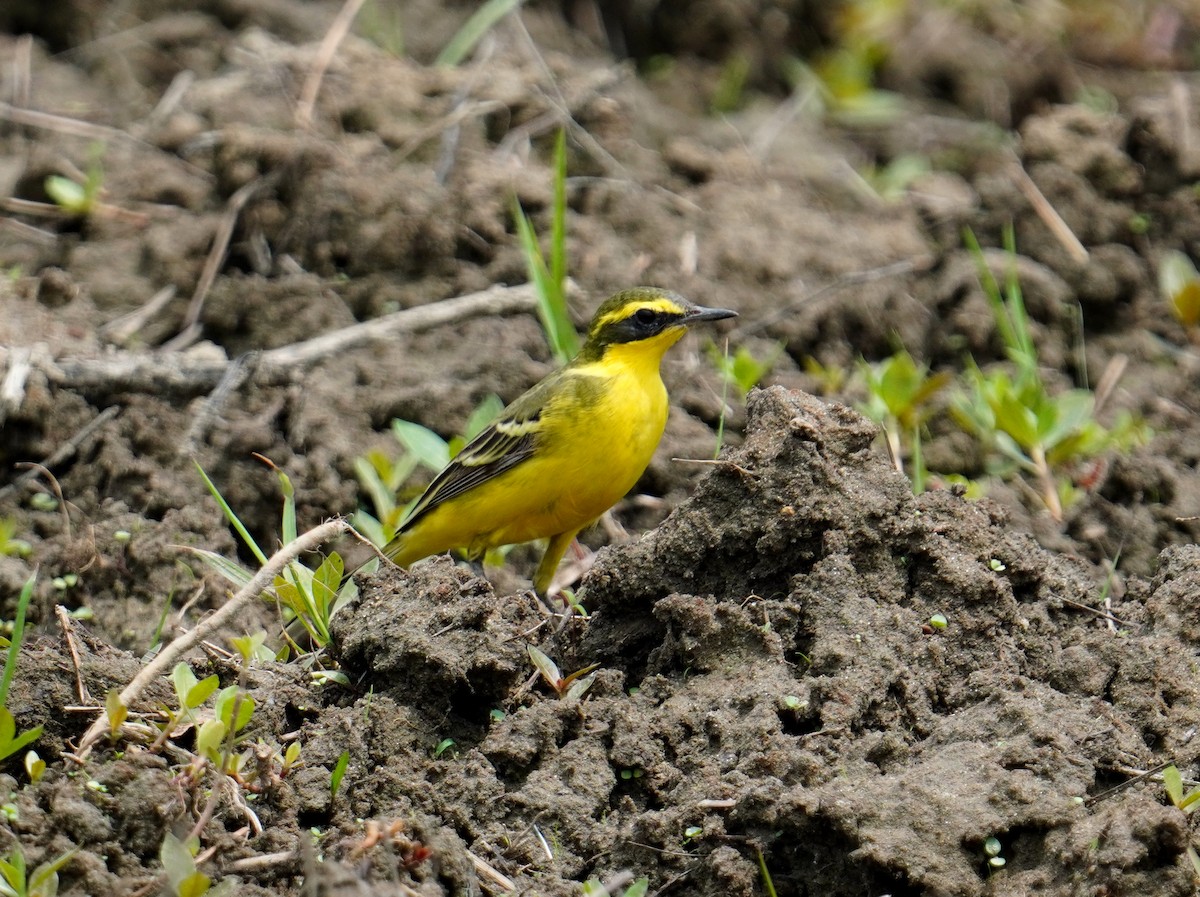 Eastern Yellow Wagtail (Green-headed) - 榮章 周