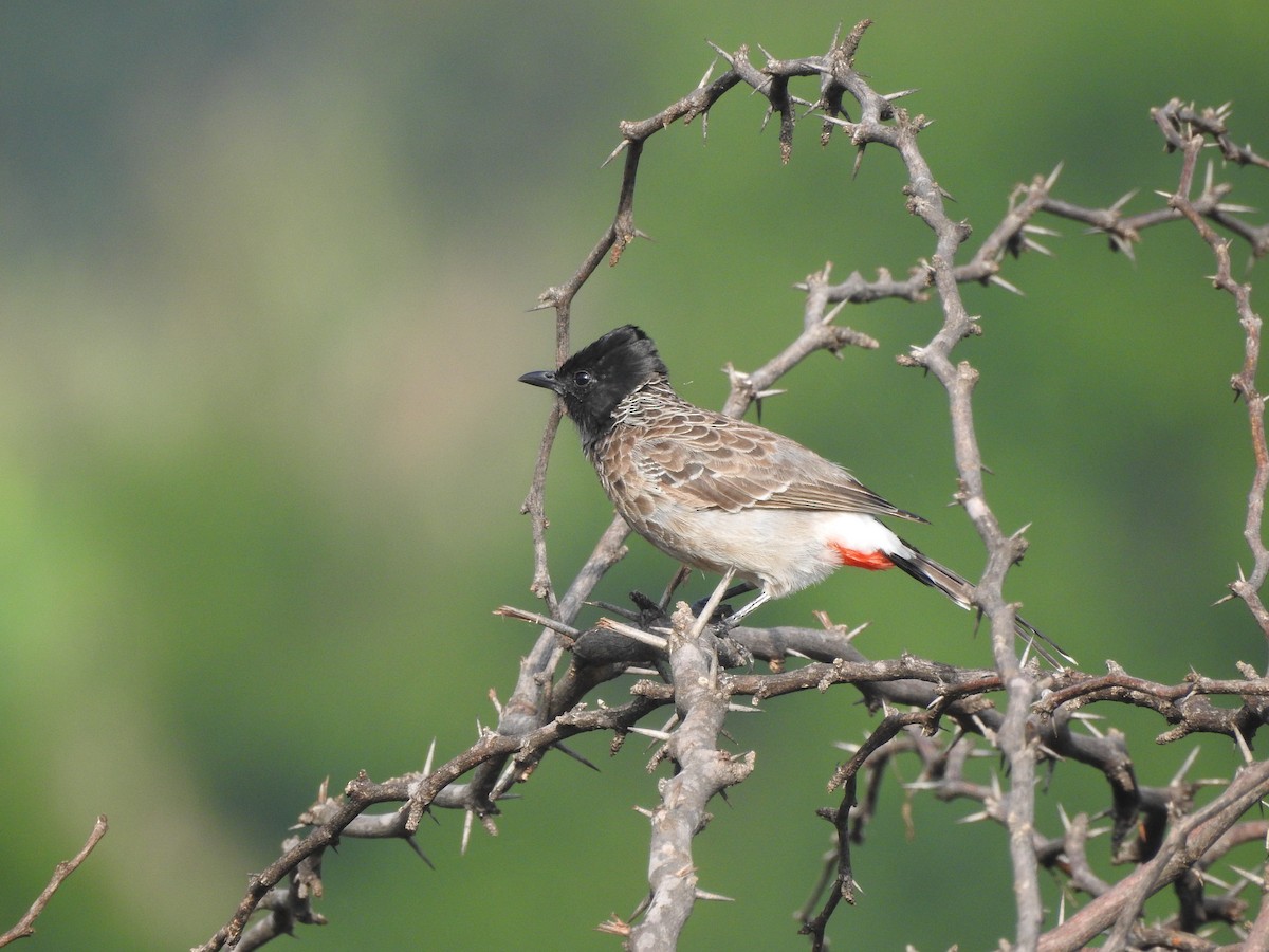 Red-vented Bulbul - ML448280641